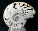 Large Polished Ammonite Fossil With Stone Base - Tall #20180-1